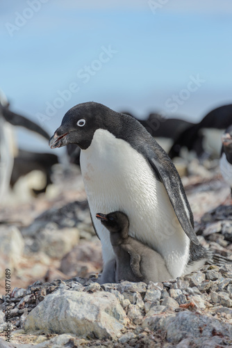 Adelie penguin in nest with chick