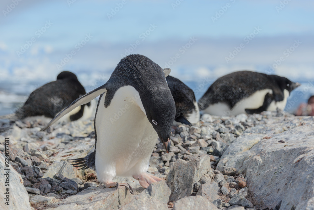 Obraz premium Adelie penguin on beach