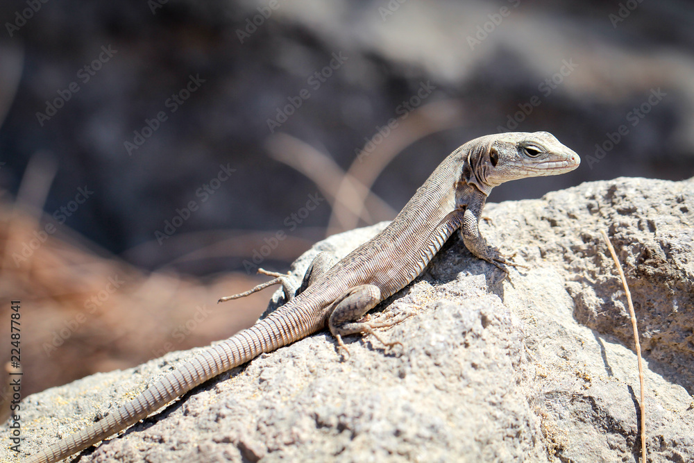 Gran-Canaria-Rieseneidechse, Kanareneidechse, Gekko Gran-Canaria-Rieseneidechse, Kanareneidechse, Gekko