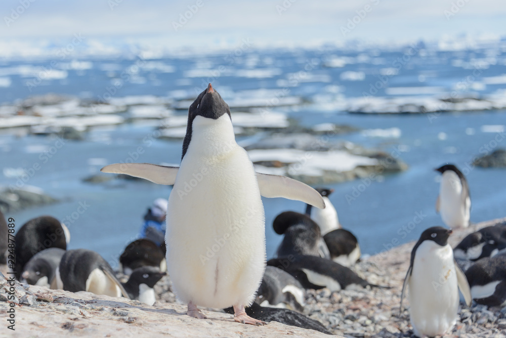 Fototapeta premium Adelie penguin on beach