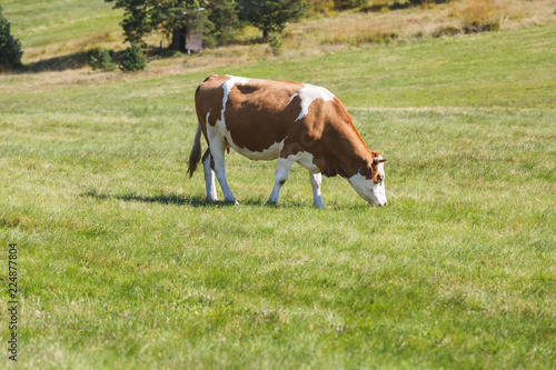 Cow Grazing On A Green Summer Meadow At Sunny Day