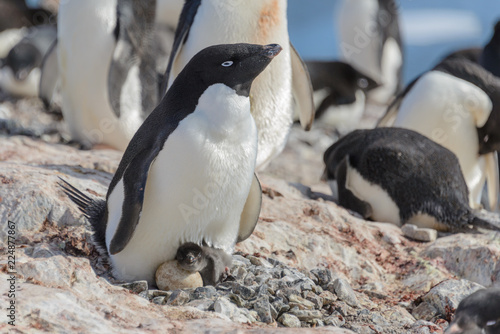 Adelie penguin in nest with chick