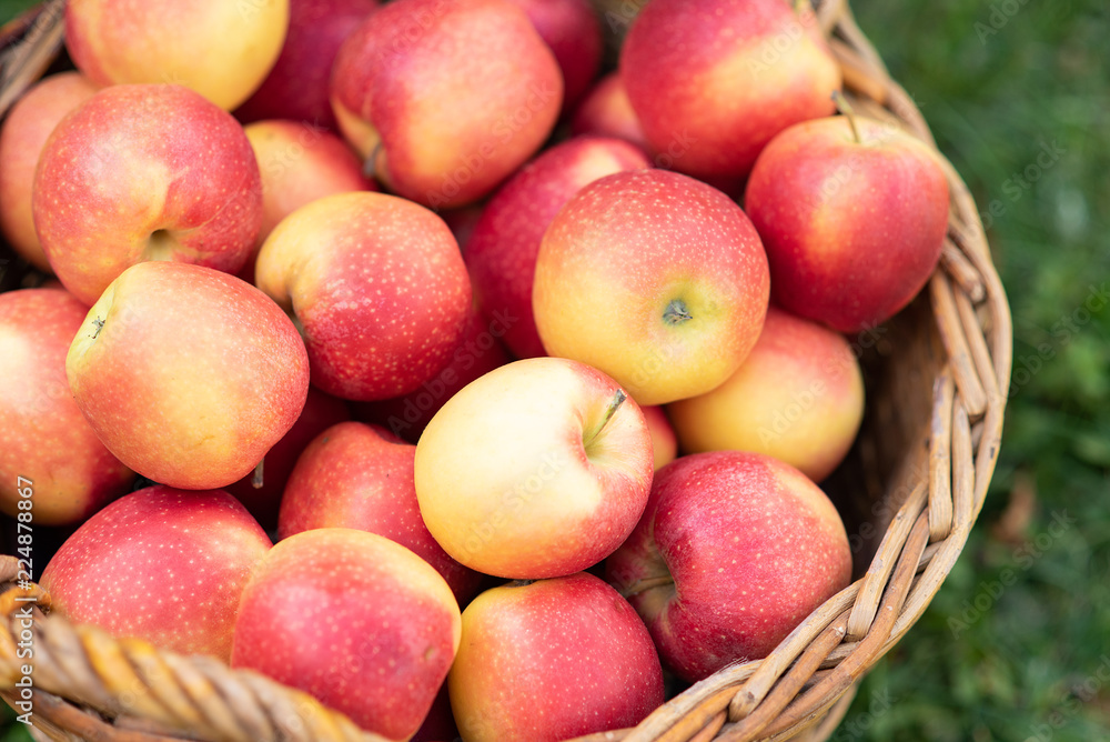 Apple harvest. Ripe red apples in the basket and in dark wooden crate in red wagon on the green grass. Copy space Apple harvest. Ripe red apples in the basket and in dark wooden crate in red wagon on the green grass. Copy space
