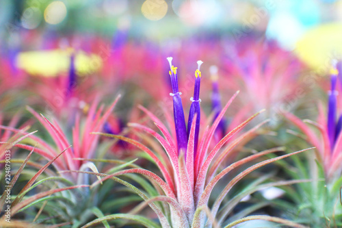 Colorful Tillandsia flowers blooming in the garden. photo
