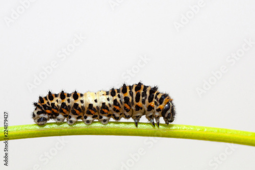 Caterpillar on a green blade of grass on a white background
