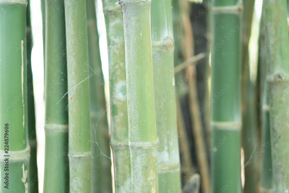 Fototapeta premium Green bamboo background