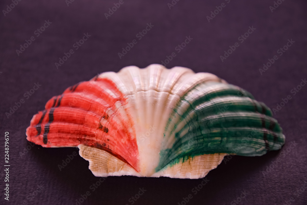 seashell in the colors of the italian flag, isolated on blue background seashell in the colors of the italian flag, isolated on blue background