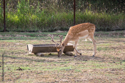 The young fallow-deer wandered on the meadow