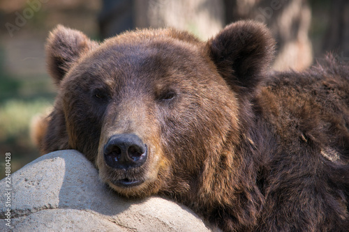 Brown bears resting on a rock