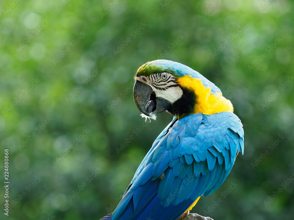 Fototapeta premium 美しい色彩のコンゴウインコ