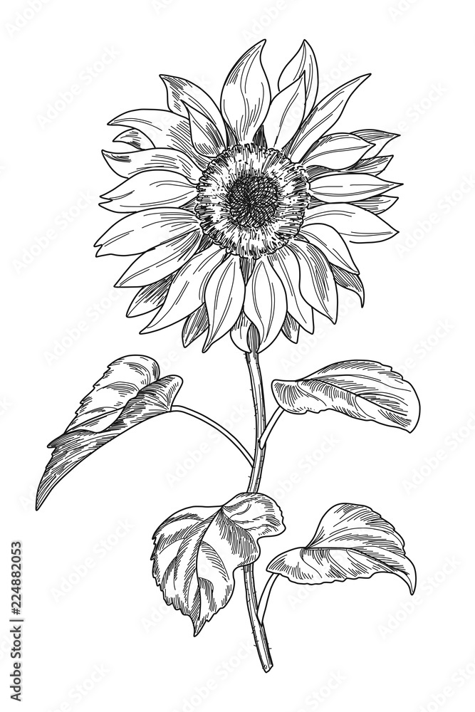 Naklejka premium Sketch pen and ink vintage sunflower illustration, draft silhouette drawing, black isolated on white background. Botanical graphic etching design.