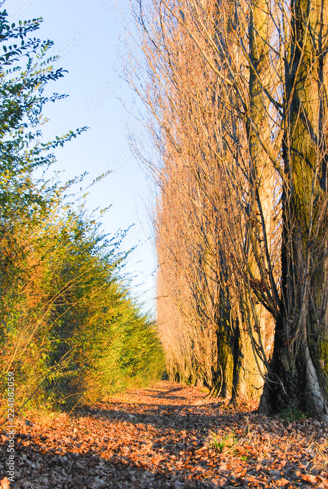 Fototapeta premium Colorful autumn with poplars and leaves on the ground