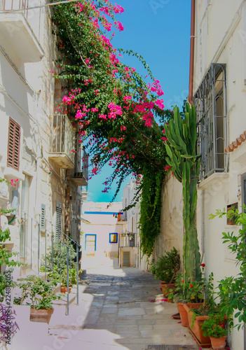 Fototapeta Naklejka Na Ścianę i Meble -  White houses with colored Bougainvillea of Otranto in Puglia