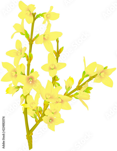 Forsythie