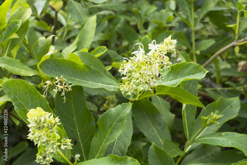 Full blossom flowers of Rotheca serrata (blue fountain bush) tree in garden. photo