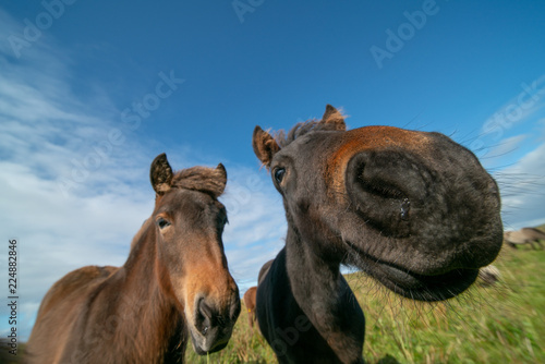 funny horse in fisheye lens  and blue sky