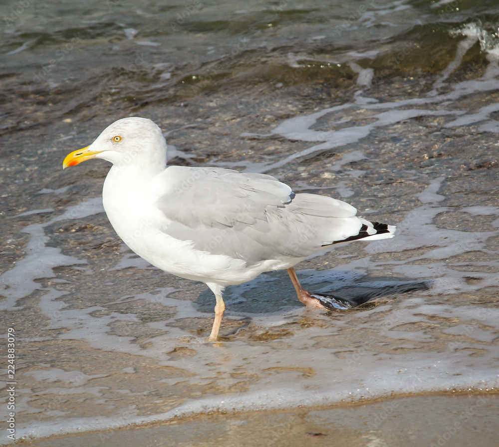 Fototapeta premium Möwe am Strand, Strandurlaub 