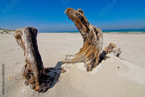 Desert landscape in Slowinski National Park  Poland.