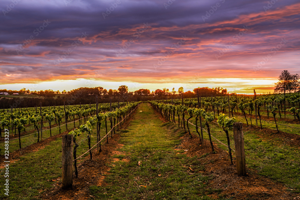 Colourful sunrise over vineyard and grapevines