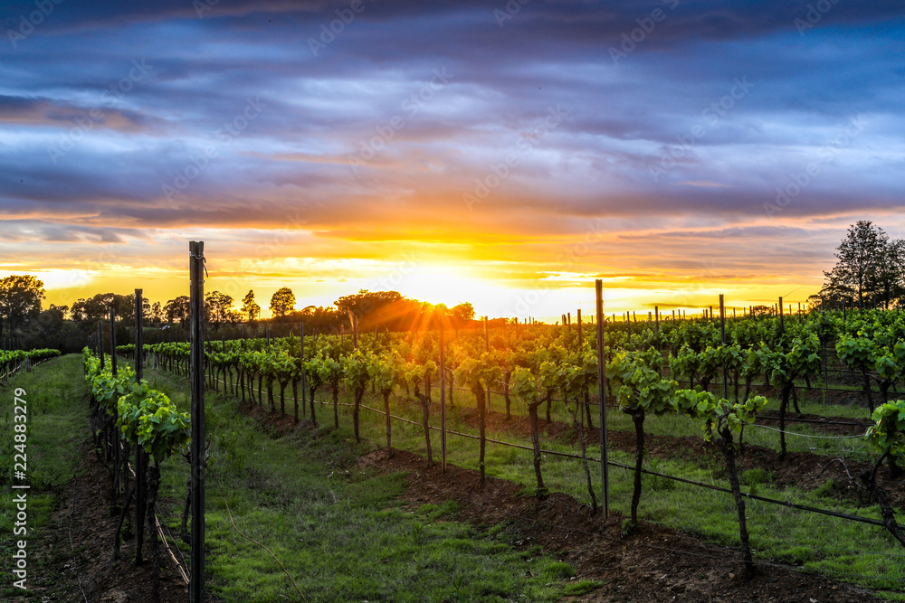 Fototapeta premium Colourful sunrise over vineyard and grapevines