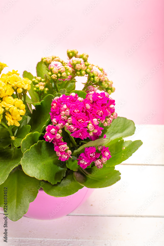 Medical houseplant kalanchoe with colorful flowers close up on trendy pink background copy space Medical houseplant kalanchoe with colorful flowers close up on trendy pink background copy space