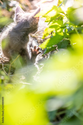 Gray kitten in the grass on blurred background at morning. Beautiful bokeh