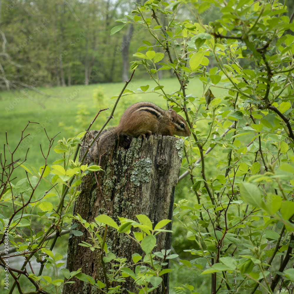 Obraz premium Little Chipmunk Hiding on a Fence Post