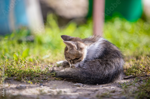 Little kitten lies in the backyard in the morning. Beautiful bokeh