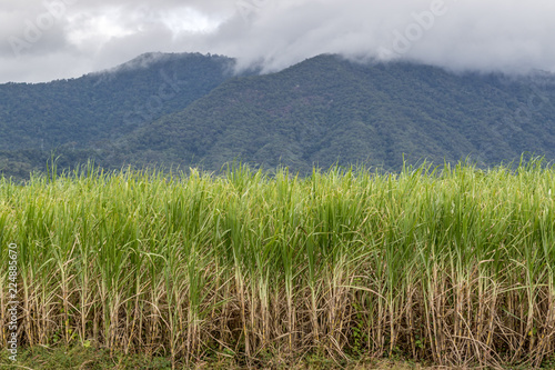 Field of sugar cane against mountain © jmimages