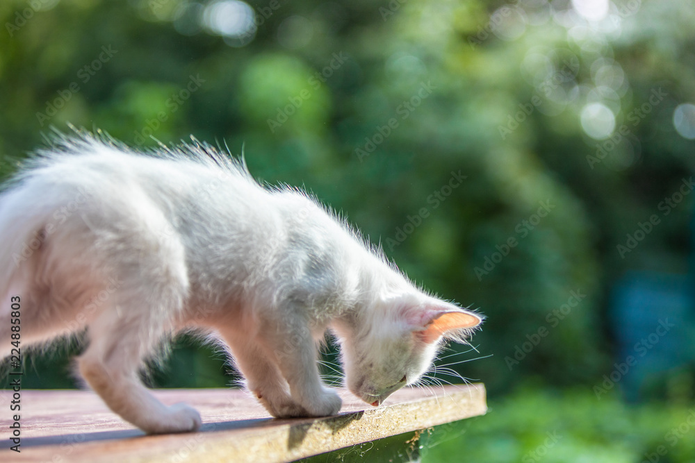 Obraz premium White funny little kitten in the morning light. Green blurry background