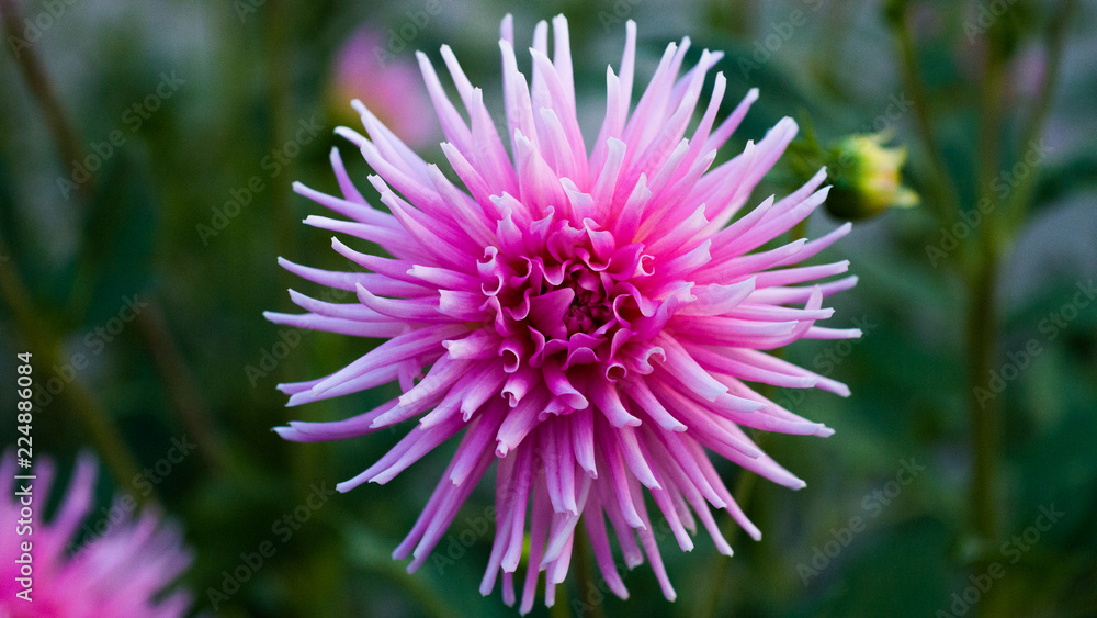 dahlie dahlia aster dahlienblüte blütenblätter pflanze schmuckdahlie blumenstrauß korbblütler dahlie dahlia aster dahlienblüte blütenblätter pflanze schmuckdahlie blumenstrauß korbblütler