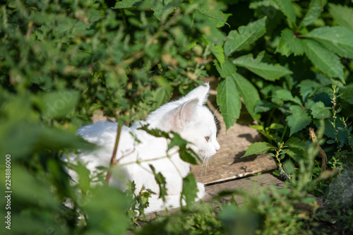 White beautiful cat in the morning light. Blurred green background