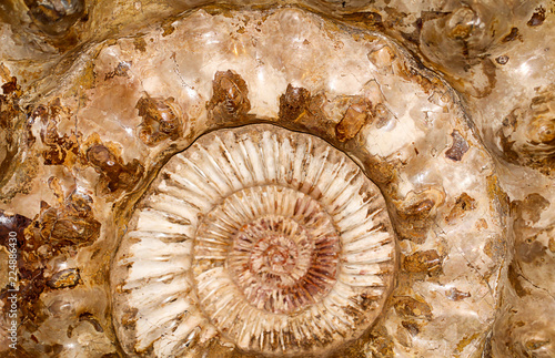 versteinerter Ammonit 