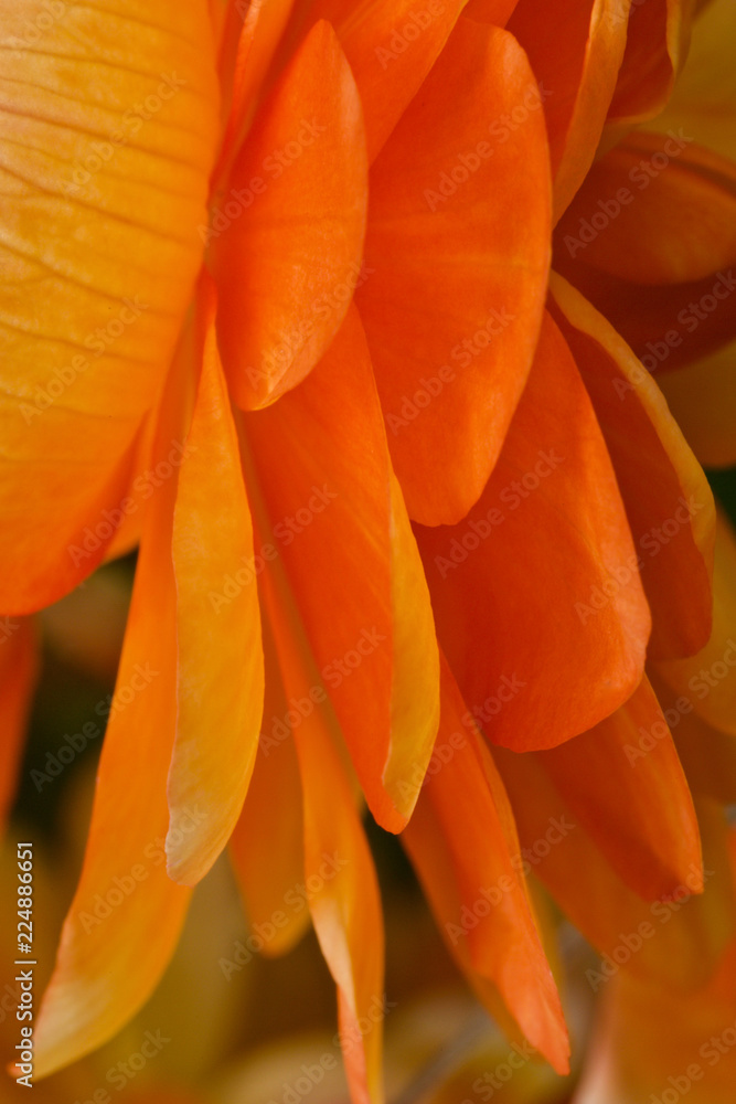 orange begonia petals