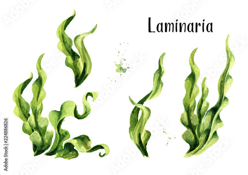 Laminaria seaweed, sea kale. Algae composition set. Superfood. Watercolor hand drawn illustration, isolated on white background