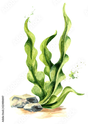 фотографія Laminaria seaweed, sea kale