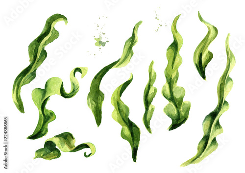 Bild auf Leinwand Laminaria seaweed, sea kale