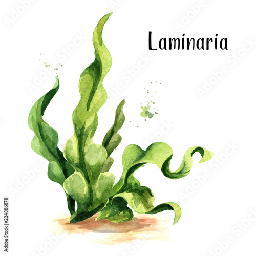 Laminaria seaweed, sea kale. Superfood. Watercolor hand drawn illustration, isolated on white background