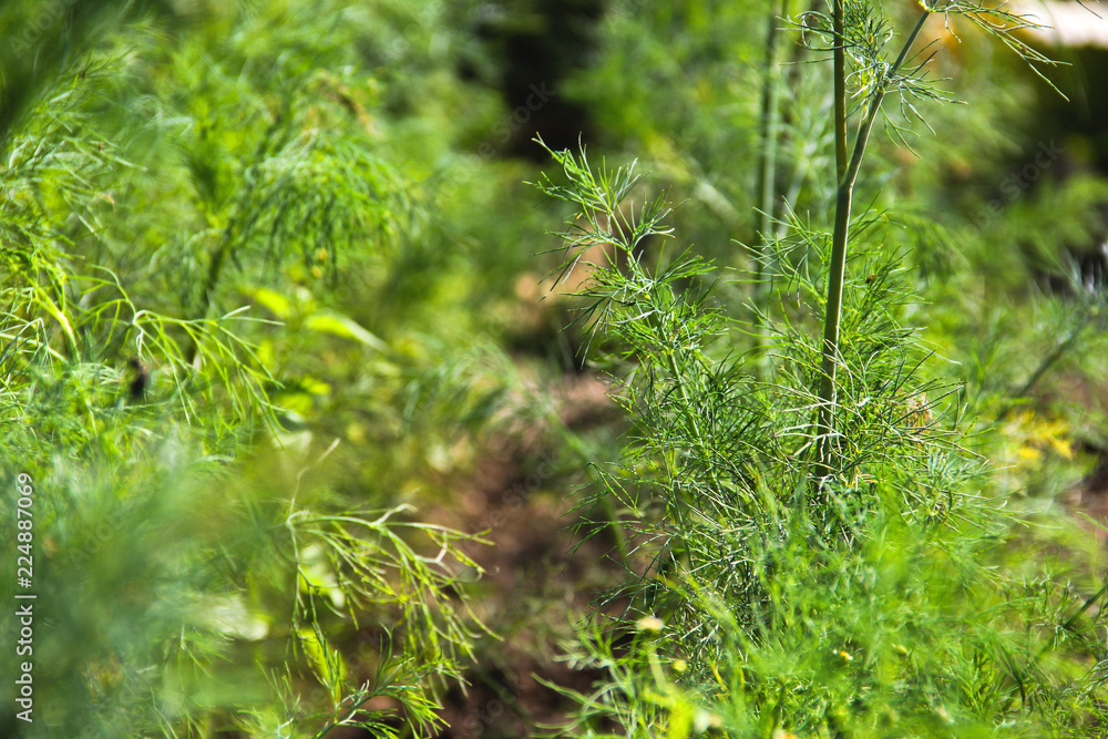 Petroselinum crispum. Parsley close up Petroselinum crispum. Parsley close up