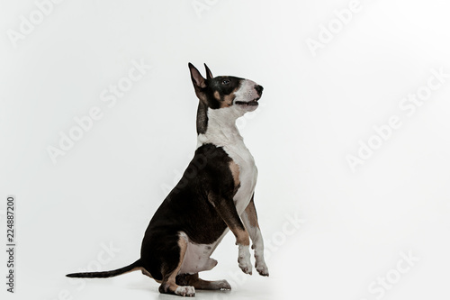 Stampa su tela Bull Terrier type Dog on white studio background