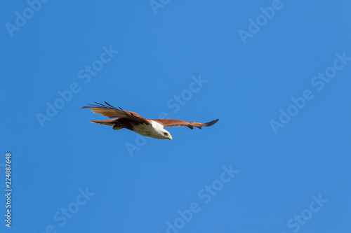 bird in flight photo