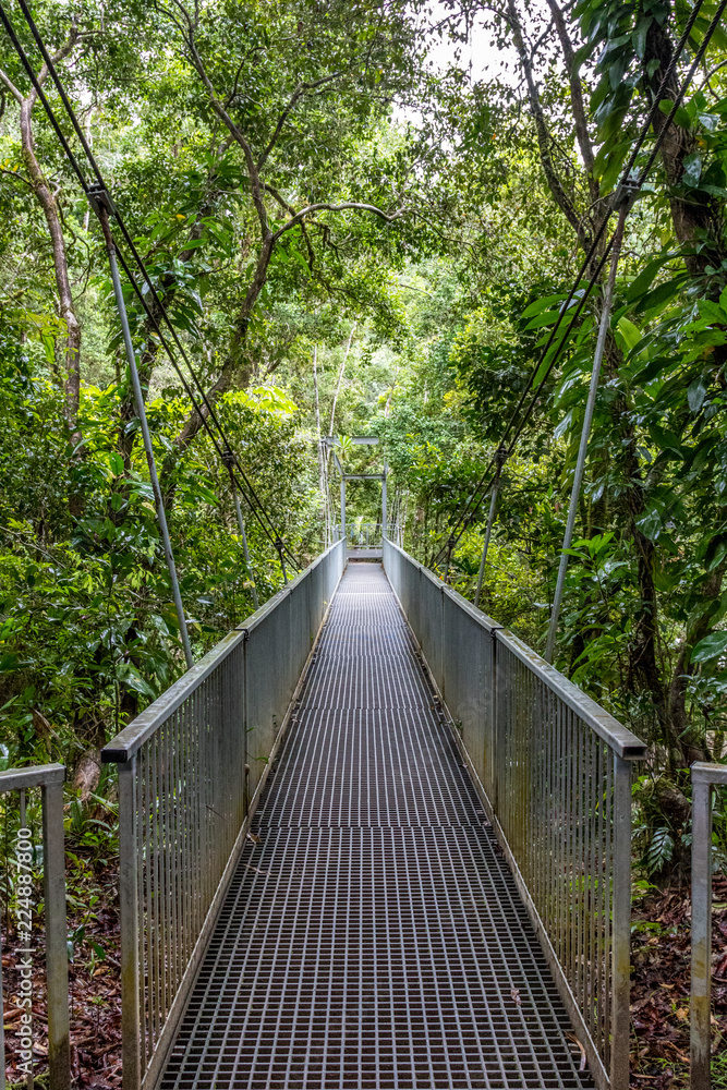 Suspended bridge walkway through tropical rainforest