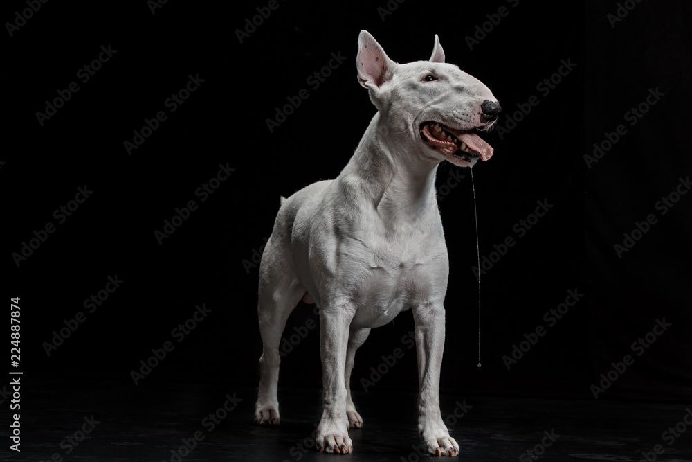 Bull Terrier type Dog on black studio background