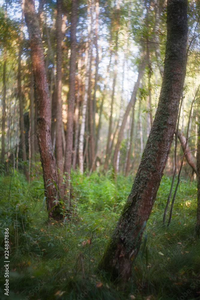 Obraz premium trees in the forest