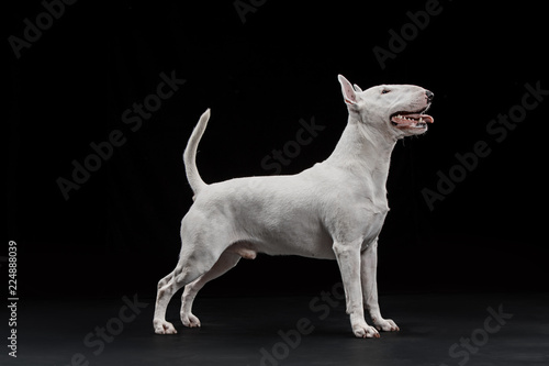 Leinwand Poster Bull Terrier type Dog on black studio background