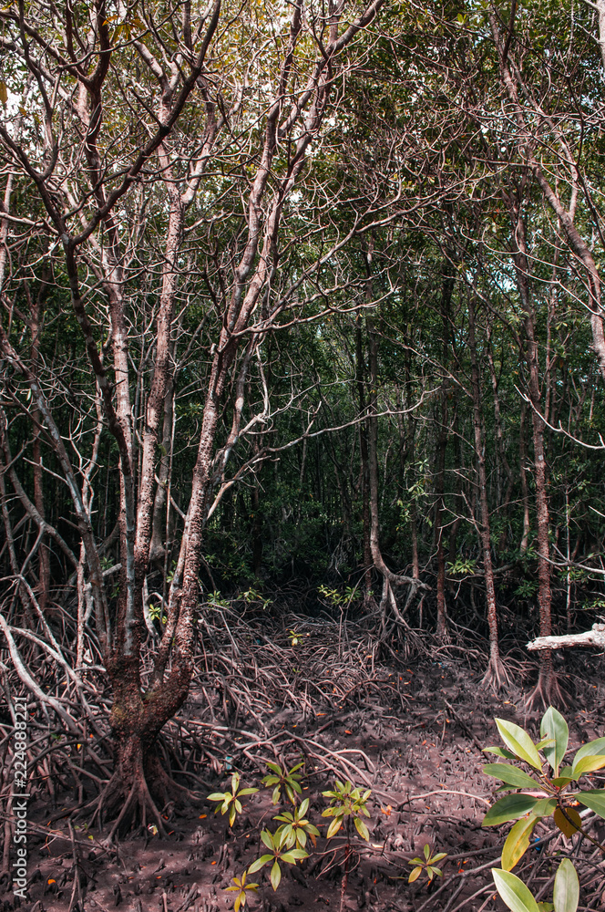 Koh Tean lush natural mangrove forest near Samui island in summer with complex of tree roots Koh Tean lush natural mangrove forest near Samui island in summer with complex of tree roots