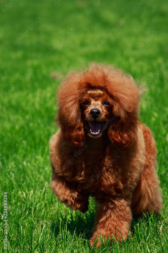 Dog breed small miniature Poodle Dog breed small miniature Poodle