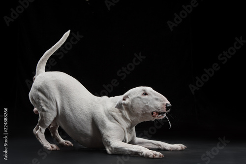 Fotografia Bull Terrier type Dog on black studio background