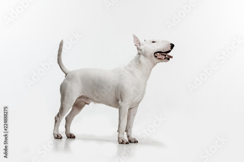 Bull Terrier type Dog on white studio background