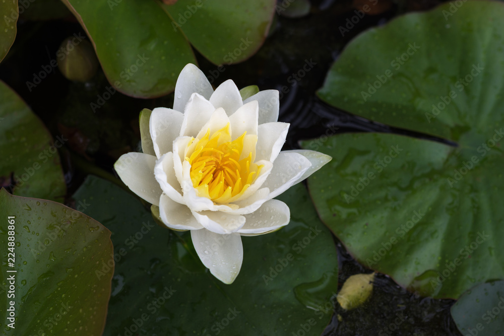 White water lilies bloom in the pond White water lilies bloom in the pond